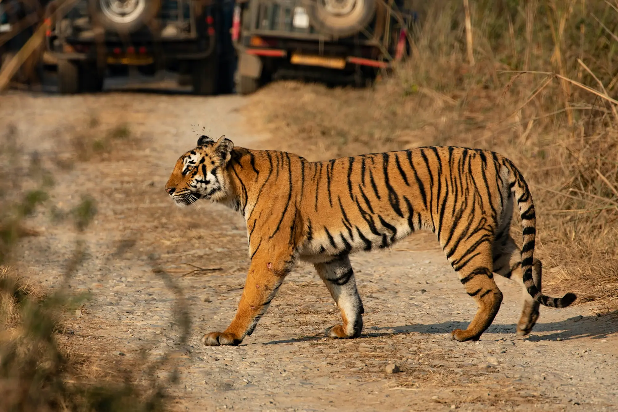 Corbett Stay with Safari Add-on package image