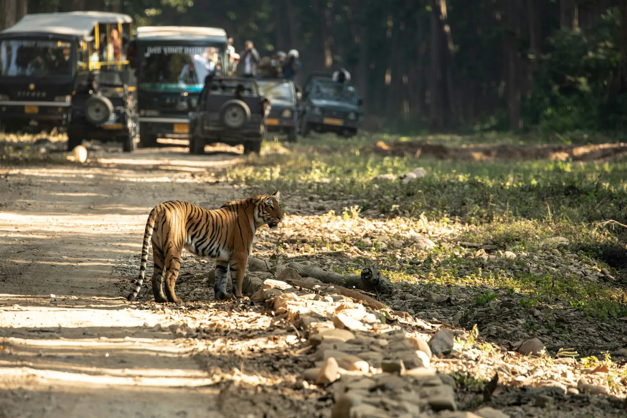 Durga Devi Zone wildlife visual