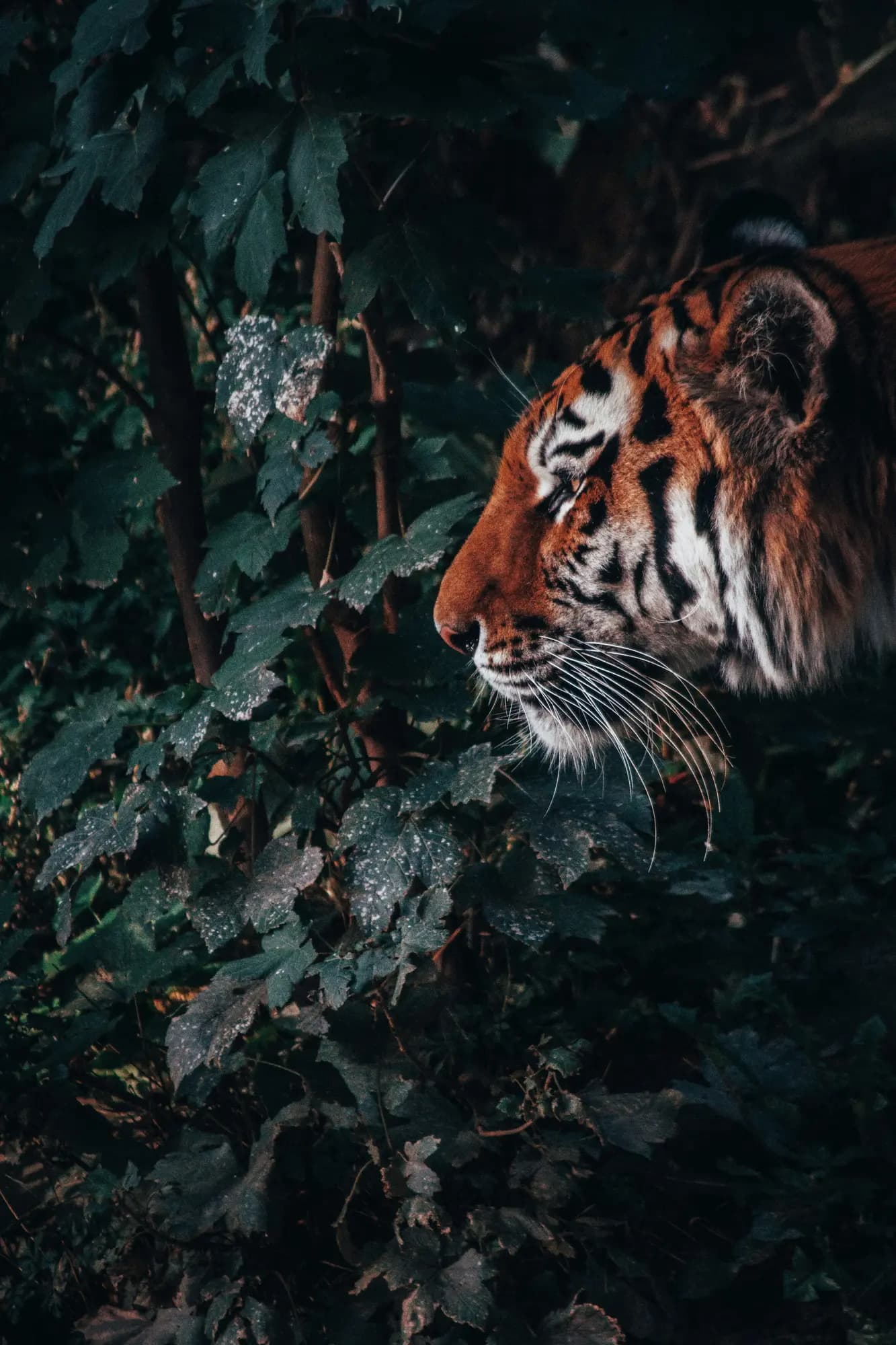 Garjia Zone wildlife visual
