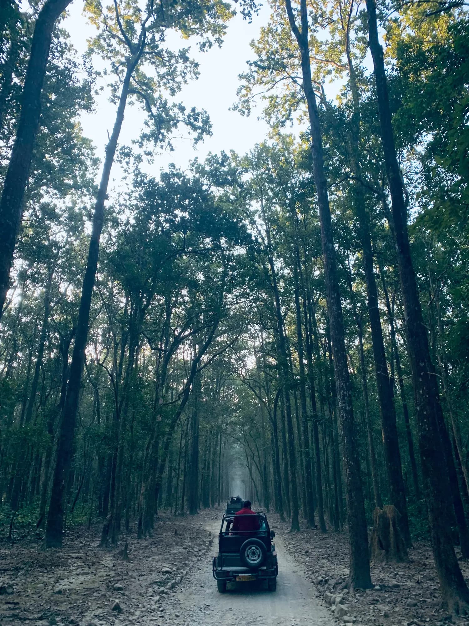 Jhirna Zone wildlife visual