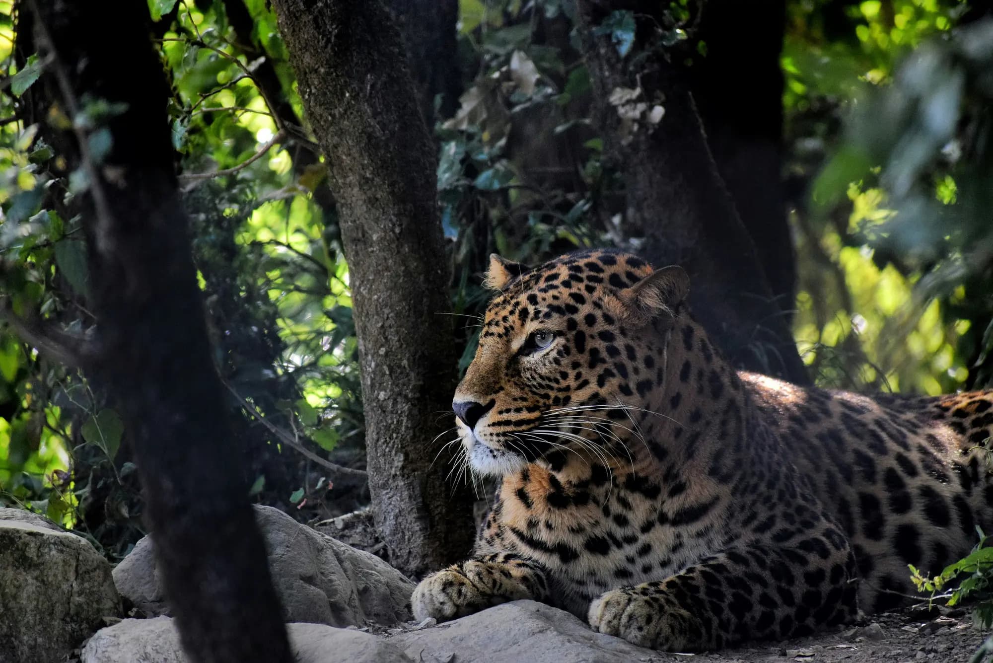 Tiger walking through green Jim Corbett forest